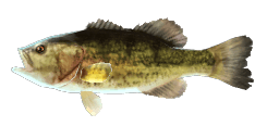 LARGEMOUTH BASS