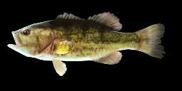 LARGEMOUTH BASS