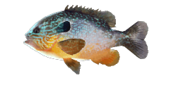 LONGEAR SUNFISH