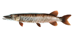 MUSKELLUNGE