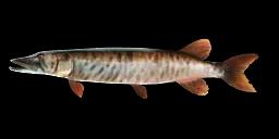 MUSKELLUNGE