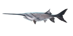 AMERICAN PADDLEFISH