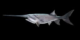 AMERICAN PADDLEFISH