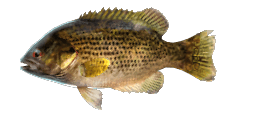 ROCK BASS