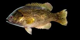 ROCK BASS