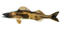 SAUGER