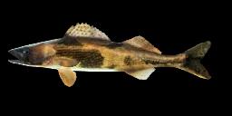 SAUGER