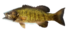 SMALLMOUTH BASS