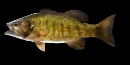 SMALLMOUTH BASS