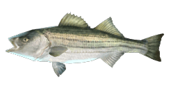 STRIPED BASS