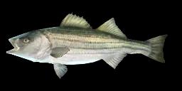 STRIPED BASS