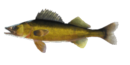 WALLEYE