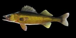 WALLEYE