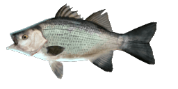 WHITE BASS