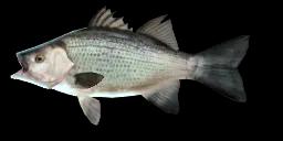 WHITE BASS