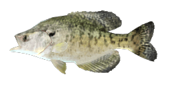 WHITE CRAPPIE