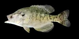 WHITE CRAPPIE