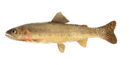 YELLOWFIN CUTTHROAT TROUT