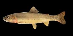 YELLOWFIN CUTTHROAT TROUT