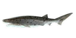 SEVENGILL SHARK