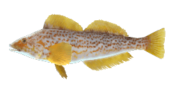 KELP GREENLING