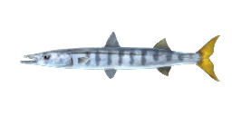 PACIFIC BARRACUDA