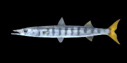 PACIFIC BARRACUDA