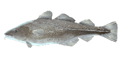 PACIFIC COD