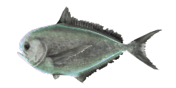 PACIFIC POMFRET