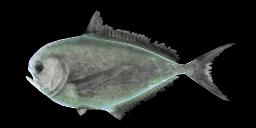 PACIFIC POMFRET