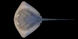 PELAGIC STINGRAY