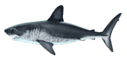 SALMON SHARK