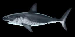 SALMON SHARK