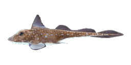 SPOTTED RATFISH