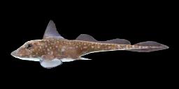 SPOTTED RATFISH