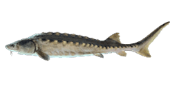 WHITE STURGEON