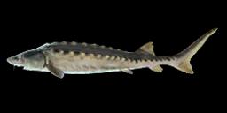 WHITE STURGEON