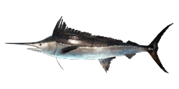 BLACK MARLIN