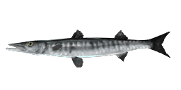 BLACKFIN BARRACUDA