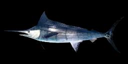 BLAUER MARLIN