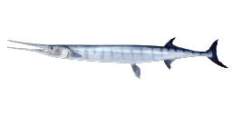 FLAT NEEDLEFISH