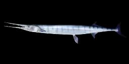 FLAT NEEDLEFISH