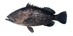 HAWAIIAN GROUPER