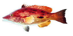 HAWAIIAN PIGFISH