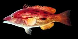 HAWAIIAN PIGFISH