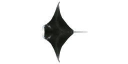 MANTA RAY