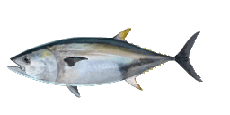 PACIFIC BLUEFIN TUNA