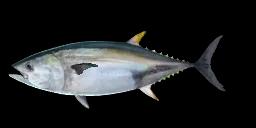 PACIFIC BLUEFIN TUNA