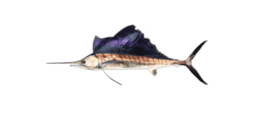 INDO-PACIFIC SAILFISH