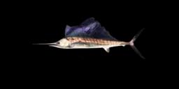 INDO-PACIFIC SAILFISH